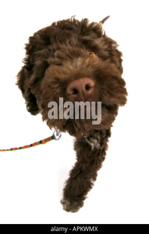 Waterdog italiano (Canis lupus f. familiaris), muso Foto Stock