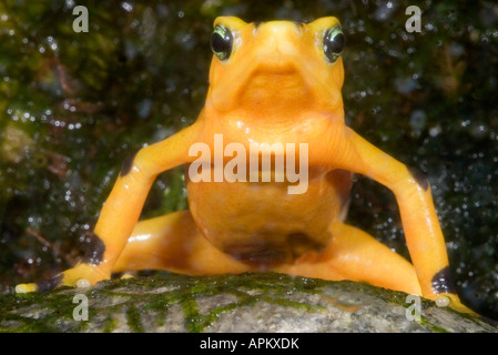 Panamanian Golden Toad, Panamanian rana dorata (Atelopus zeteki) seduto su di una pietra Foto Stock