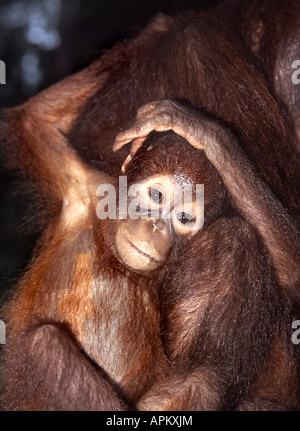 Orango, orangutan, orang-outang (Pongo pygmaeus), PUP, ritratto Foto Stock