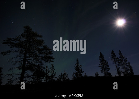 La luna piena splende su swamp paesaggio vicino Gaellivare, Svezia, la Lapponia Norrbotten Foto Stock