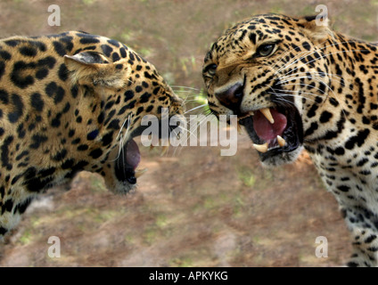 Leopard (Panthera pardus), due individui di combattimento, ritratto Foto Stock