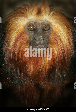 Golden-headed Lion Tamarin, oro e nero Lion Tamarin (Leontopithecus chrysomelas, Leontopithecus rosalia chrysomelas), portr Foto Stock