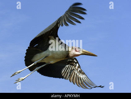 Marabou stork (Leptoptilos crumeniferus), volare, Kenya, Lake Nakuru NP Foto Stock