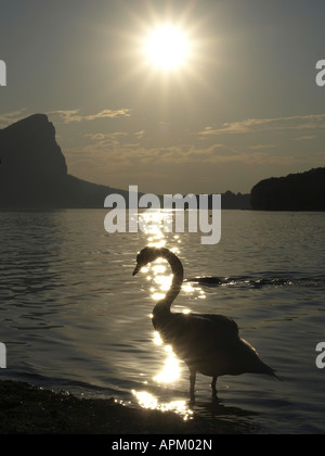 Cigno (Cygnus olor), swan in controluce al tramonto, Austria, Alta Austria, Mondsee Foto Stock