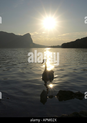 Cigno (Cygnus olor), swan in controluce al tramonto, Austria, Alta Austria, Mondsee Foto Stock