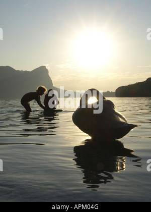 Cigno (Cygnus olor), due bambini che giocano e cigno al lago al tramonto, Austria, Alta Austria, Mondsee Foto Stock