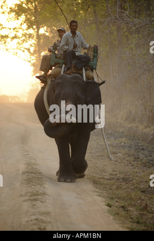 L'elefante indiano (Elephas maximus indicus, Elephas maximus bengalensis), come il monte con piloti, India, Parco Nazionale di Kanha Foto Stock