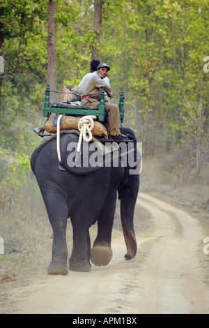 L'elefante indiano (Elephas maximus indicus, Elephas maximus bengalensis), come il monte con piloti, India, Parco Nazionale di Kanha Foto Stock