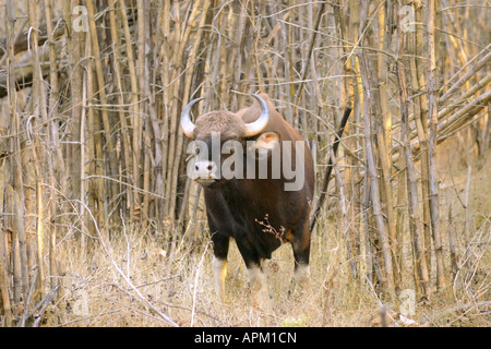 Gaur, seladang (Bos gaurus), nella foresta di bamboo, India, Kanha Np Foto Stock