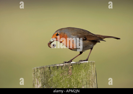 Un singolo Robin Redbreast (Erithacus rubecula) perching su recinto post mangiare un grub verme in inverno. Sussex, Inghilterra, Regno Unito Foto Stock