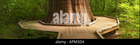 Passerella in legno avvolgimento attorno al tronco del grande albero di cedro nel boschetto di Patriarchi Il Parco Nazionale del Monte Rainier Washington Foto Stock