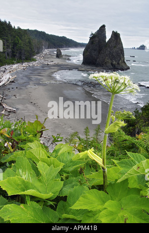 Mucca pastinaca affacciato sulla spiaggia di Mora il parco nazionale di Olympic Olympic Peninsula Clallam County Washington STATI UNITI D'AMERICA Foto Stock
