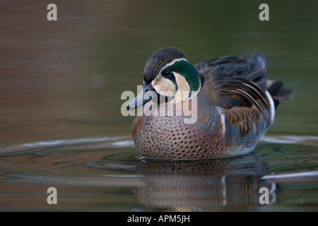 Baikal Teal Anas formosa Foto Stock