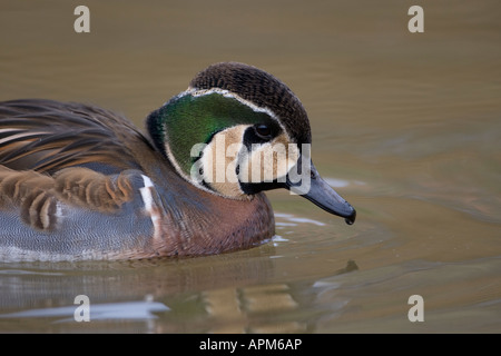 Baikal Teal Anas formosa nuoto Foto Stock