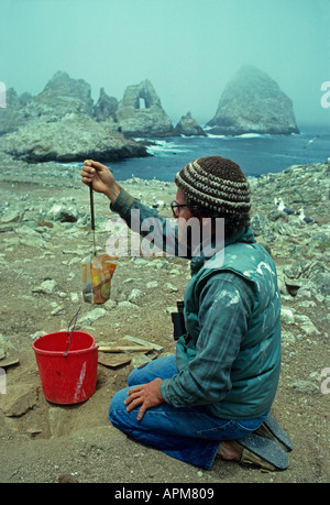 Stati Uniti d'America California, FARALLON ISALANDS National Wildlife Refuge ornitologo Chris Swarth, pulcino di pesatura di Cassin's Auklet Foto Stock