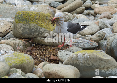 Dolphin Gull Leucophaeus scoresbii rubare materiale di nidificazione dal prossimo Beaver Pond shore Sea Lion Island East Falkland Foto Stock