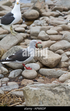 Dolphin Gabbiani Leucophaeus scoresbii mangiare uova della propria specie mentre Kelp Gulls Larus dominicanus guardando Falklands Foto Stock