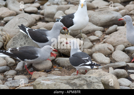 Dolphin Gabbiani Leucophaeus scoresbii mangiare uova della propria specie mentre Kelp Gulls Larus dominicanus guardando Beaver Pond shore Foto Stock