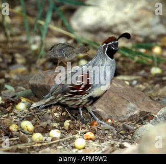Gambel di quaglia con giovani in background Callipepla gambelli - Captive Foto Stock