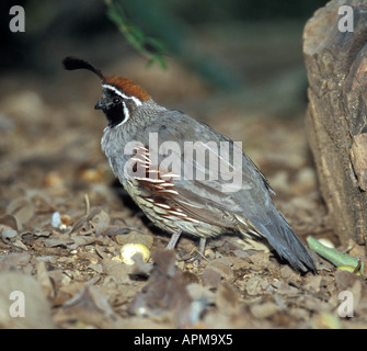 La Gambel Quaglia Callipepla gambelli - Captive Foto Stock