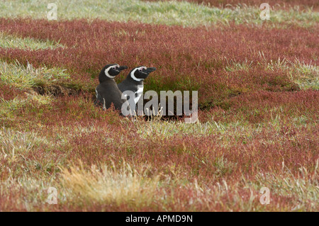 Magellanic Penguin Spheniscus magellanicus adulto coppia permanente al burrow entrata nel prato con la fioritura Rumex acetosella Foto Stock