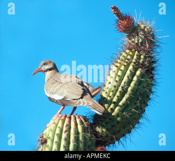 Bianco-winged Colomba Zenaida asiatica - deserto Sonora - South West Arizona - USA Foto Stock