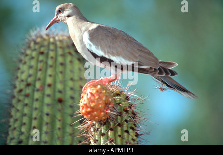 Bianco-winged Colomba Zenaida asiatica - deserto Sonora - South West Arizona - USA Foto Stock