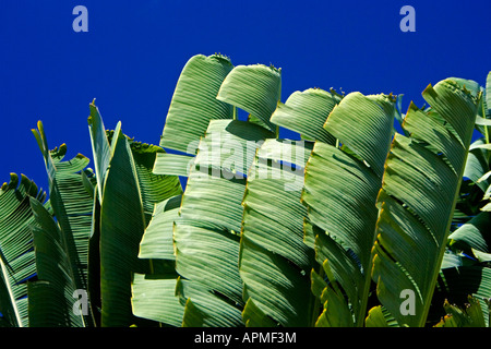 I viaggiatori Palm e cielo blu spiaggia di Waikiki Hawaii Honolulu STATI UNITI D'AMERICA Foto Stock