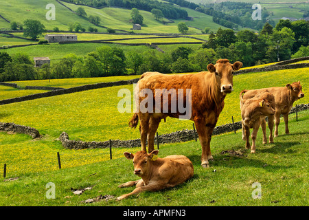 Jersey di mucca e di vitelli 'prendendo un interesse", in Swaledale Foto Stock