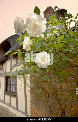 Al di fuori delle rose cottage thatched yelden yielden village bedfordshire home counties Inghilterra Foto Stock