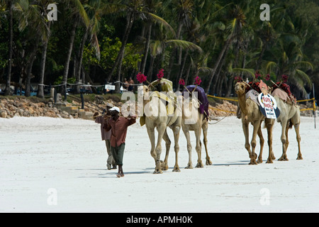 I cammelli con bar in spiaggia pubblicità Diani Beach Kenya Foto Stock