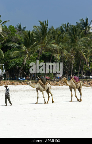 Cammelli Diani Beach Kenya Foto Stock