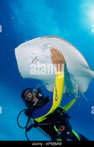 I subacquei godendo stingray diving in Barbados Foto Stock