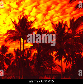 Le fronde delle palme strada nelle dolci brezze tropicali a Puerta Vallarta sulla costa Pacifica del Messico Foto Stock