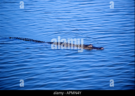 Il coccodrillo americano crociere sulla soleggiata pond Everglades National Park Florida Foto Stock