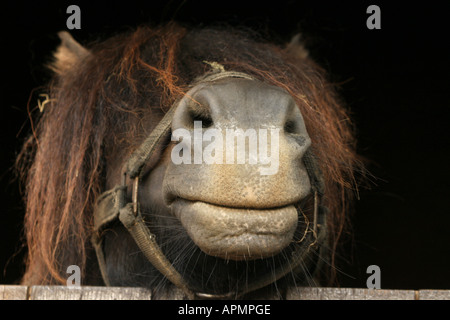 Pony Shetland s testa in appoggio su una porta stabile Foto Stock