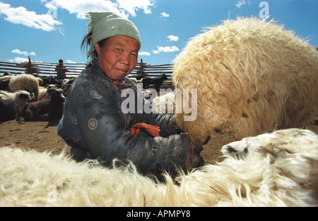 Latti donna una pecora. Dood Nuur Lake. Tsagaan Nuur somon. Il numero dei vigili del fuoco 2. Darhadyn Wetland. A nord della Mongolia Foto Stock