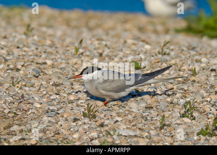 Flussseeschwalbe - Sterna hirundo Foto Stock