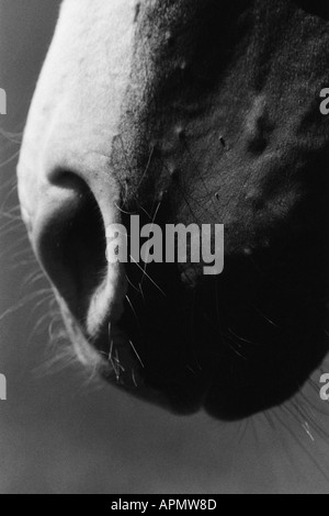 Naso del cavallo Foto Stock