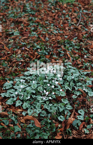 SOWBRED CYCLAMEN HEDERIFOLIUM IN FIORE CRESCE NEL BOSCO Foto Stock