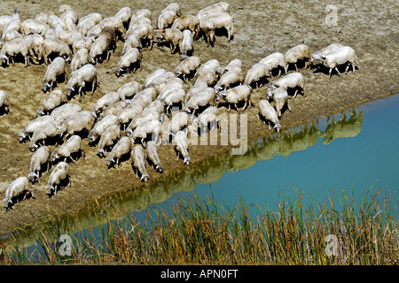 Gregge di pecore in Toscana in Italia Foto Stock