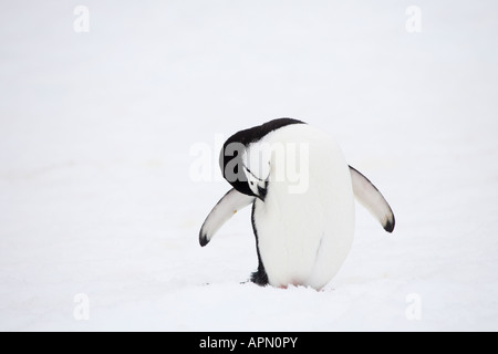 Pinguini Chinstrap toelettatura, Half Moon Island, Antartide Foto Stock