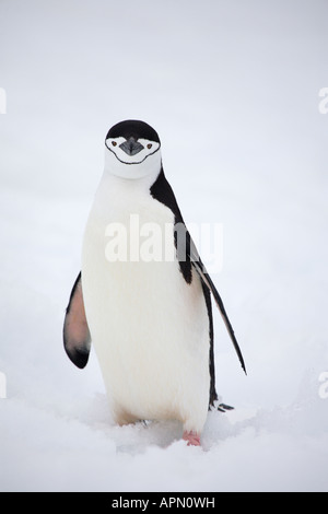 Curioso di pinguini dal sottogola, Half Moon Island, Antartide Foto Stock