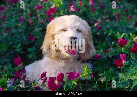 Golden doodle cucciolo di razza cane mangia fiori Foto Stock