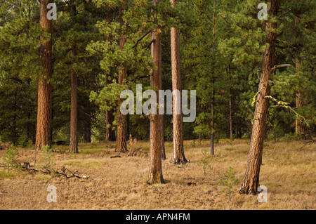 Ponderosa pine trees a dividere Ochoco Ochoco montagna Oregon Foto Stock