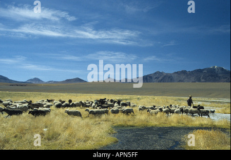 Pastore e gregge sul pascolo a molla nelle Ande sopra il deserto di Atacama Cile Foto Stock