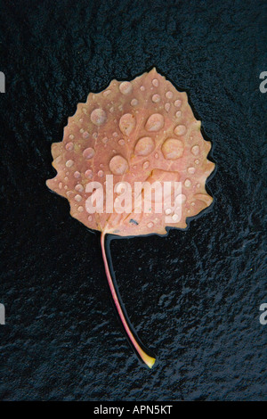 Caduto aspen leaf su asfalto con prodotti freschi delle gocce di pioggia araldi nel cambiamento di stagione in Idaho centrale Populus tremuloides Foto Stock