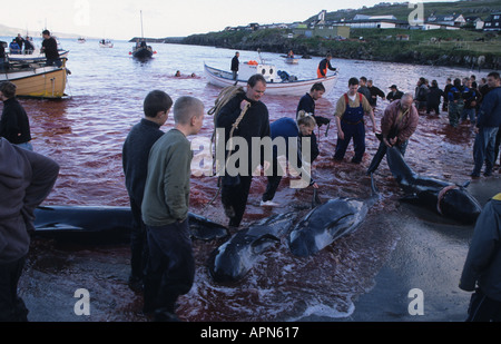 Grindadrap o la macellazione tradizionale di pods di Balene Pilota a Torshavn capitale delle Isole Faerøer Danimarca Foto Stock
