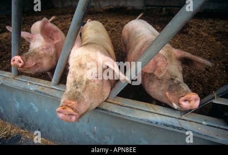 Tre maiali nel porcile Foto Stock