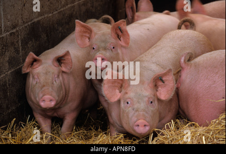 Suini giovani nella figliata profonda capannone Foto Stock